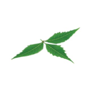 Neem Blätter Extrakt 500 mg 360  Presslinge  (10:1)
